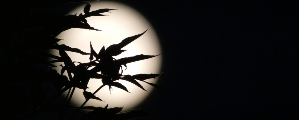 01. A Leap Of&nbsp;Faith